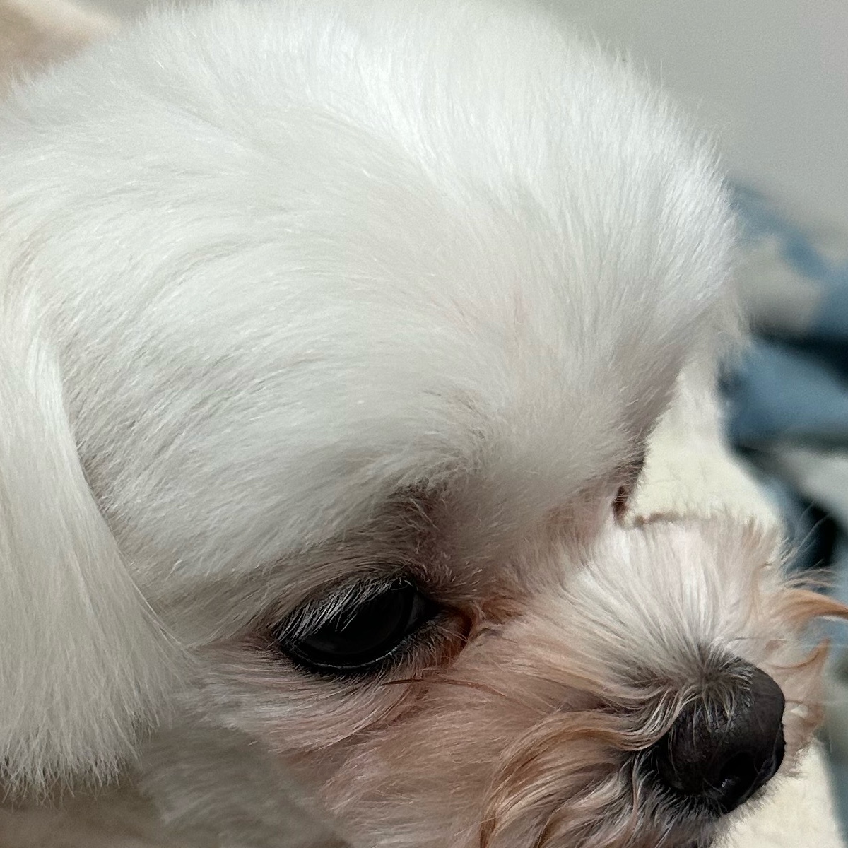老QQ
