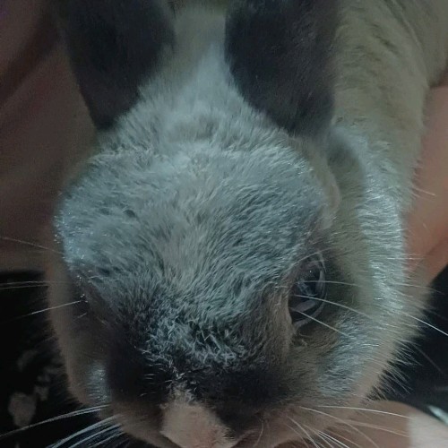 財犬